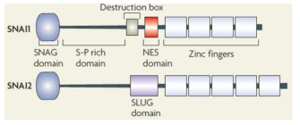 Snail1과 Slug (Snail2) 단백질의 구조적 모식도 (Peinado H, Nat Rev Cancer. 2007)