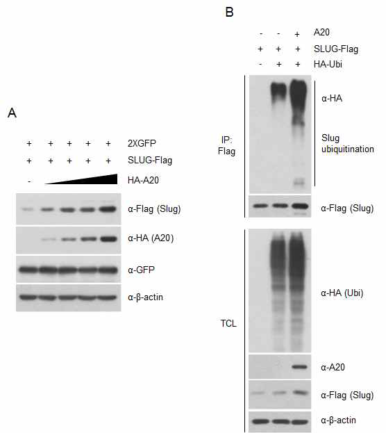 A20 단백질에 의한 Slug 단백질의 안정화 및 유비퀴틴화 분석