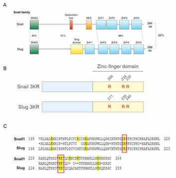 Snail1 단백질과 Slug 단백질의 구조적 유사성과 Slug 3KR mutant의 아미노산 서열