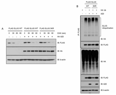 A20 단백질에 의한 정상 Slug 단백질과 Slug 3KR mutant 단백질의 안정성과 유비퀴틴화 양상 분석