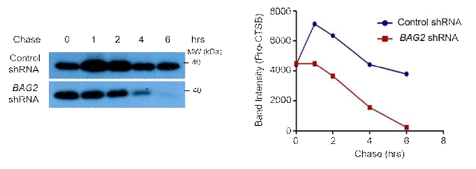 Pulse-chase assay를 이용한 BAG2 knockdown에 의한 pro-cathepsin B의 cleavage 분석
