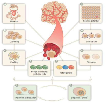 혈중순환암세포 (Circulating tumor cell, CTC) (A) 체내에서의 CTC filtration (B) CTC의 군집성 (C) 면역세포에 의한 잠재화 (D) 양성순환상피세포 (E) CTC의 이질성 (F) CTC의 줄기세포성질 (I) CTC의 검출과 분리 (J) 단일 CTC에서의 omics
