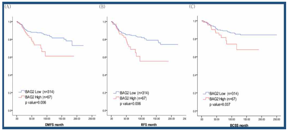 BAG2 단백질 발현에 따른 유방암 환자의 생존율. (A) 무전이 재발 생존율, (B) 무재발 생존율, (C) 전체 생존율