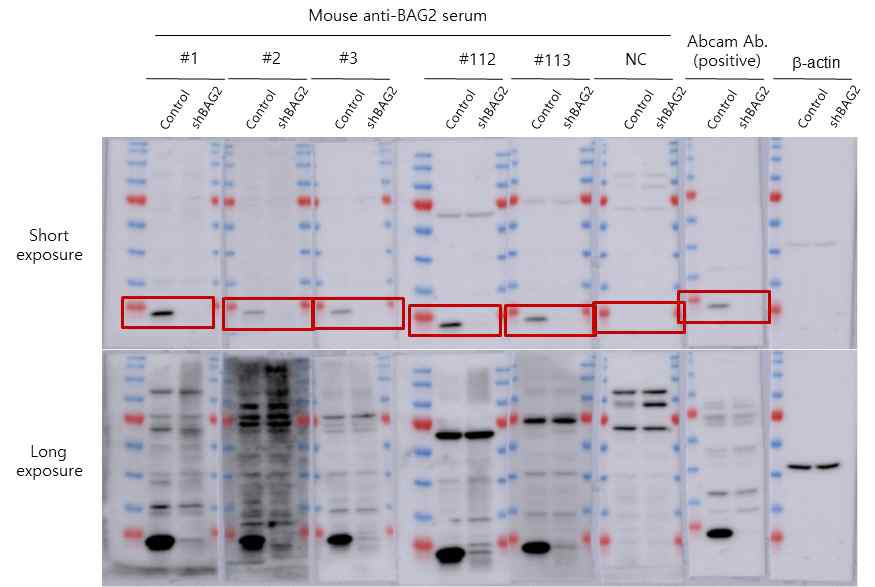 Immunoblotting을 이용한 제작된 BAG2 단일 항체 클론 특이성 분석