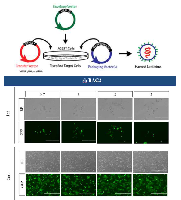 Lentiviral vector를 이용하여 lentivirus production, 4T1 세포주에서 Bag2 및 A20 저하 4T1 세포주 수립과 Fluorescence image를 통해 GFP 발현 확인