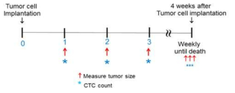 종양크기 측정과 CTC count의 schedule