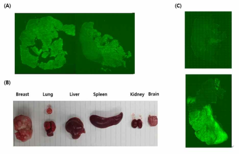 대조군에서의 원발 및 전이 종양 확인. (A) 유방 조직에서의 GFP 발현 확인, (B) 마우스 사망 후 각 장기에서의 전이 여부 확인, (C) 폐 전이를 GFP 발현을 통해 확인함