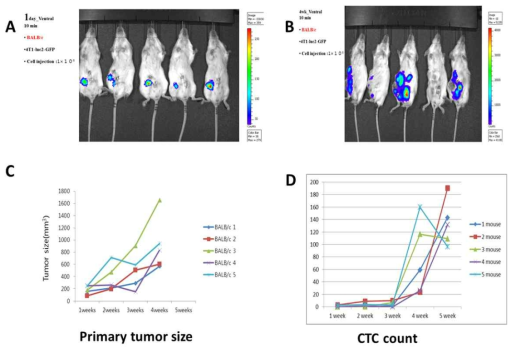 (A) 4T1-GFP-luc 세포주 이식 후 1주일째 CTC 유방암 정위이식 쥐 (B) 4T1-GFP-luc 세포주 이식 후 4주일째 CTC 유방암 정위이식 쥐 (C) 시간 경과에 따른 종양부피의 증가 (D) FACS로 측정한 시간경과에 따른 CTC 증가