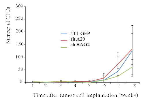 BAG2와 A20 유전자가 각각 knockdown 4T1-GFP cell을 이식한 동소이식 모델에서 CTCs 변화 확인