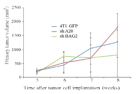 BAG2와 A20 유전자가 각각 knockdown 4T1-GFP cell을 이식한 동소이식 모델에서 종양 부피의 변화 확인