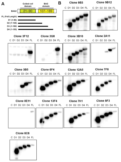 Hybridoma에서 생산된 BAG2 단일 클론 항체들에 대한 BAG2 단백질 결합 부위 분석