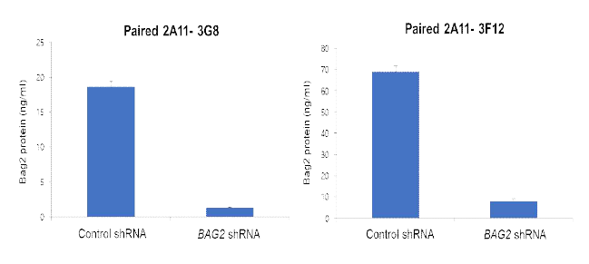 BAG2 발현 여부에 따른 sandwich ELISA 기반 BAG2 matched antibody pair 분석