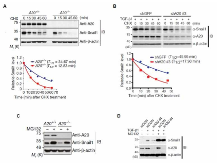 A20 단백질에 의한 Snail1 단백질의 안정화