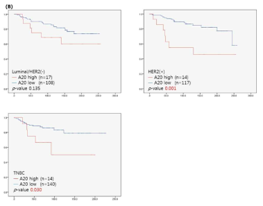 A20 단백질 발현에 따른 전체 생존율. (좌상) Luminal HER2 negative, (우상) HER2 positive, (좌하) TNBC