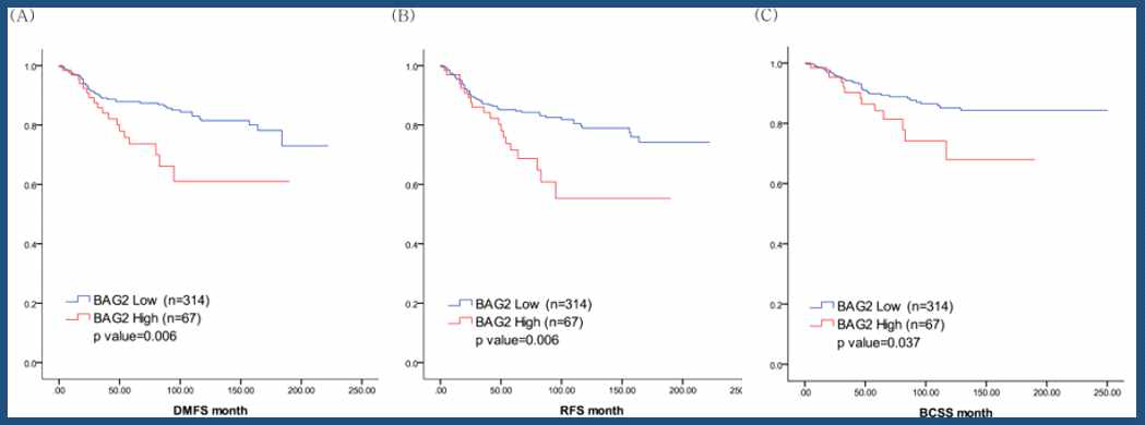 BAG2 단백질 발현에 따른 유방암 환자의 생존율. (A) 무전이 재발 생존율, (B) 무재발 생존율, (C) 전체 생존율