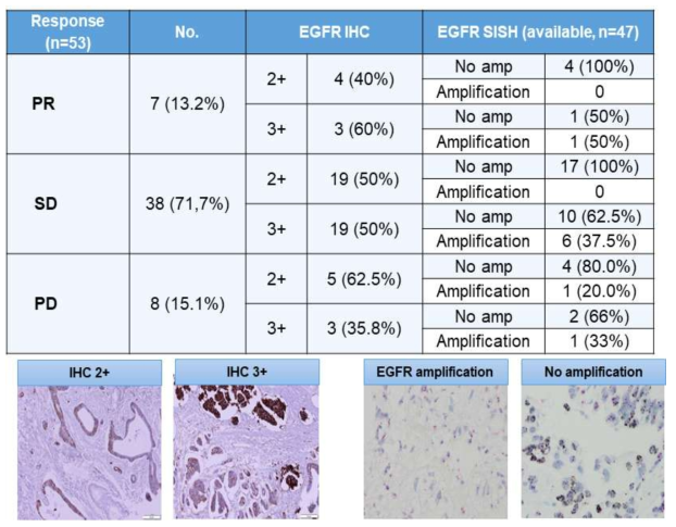 EAGLE 연구에 등록된 환자의 EGFR SISH결과와 대표 사진 (AI: amplification index)