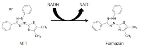 MTT assay의 원리