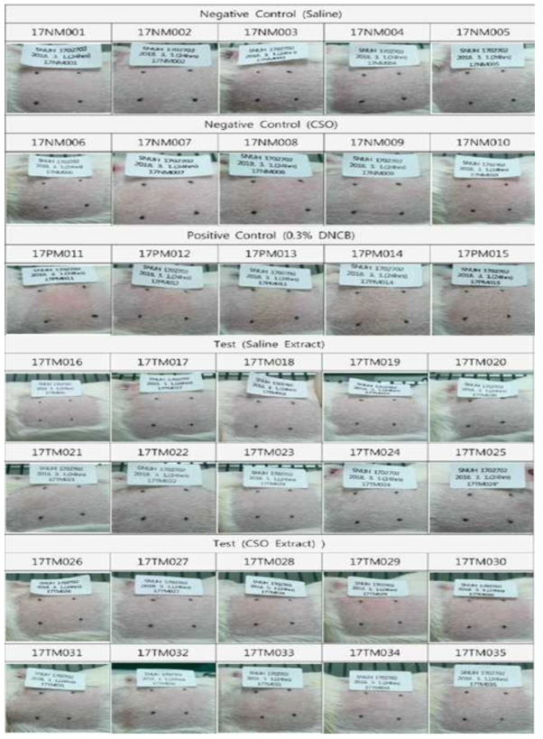 Photographs of Individual Skin Reaction (24 hours after challenge)