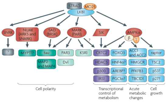 LKB1 신호전달 경로 (Nat. Rev. Cancer, 2009 )