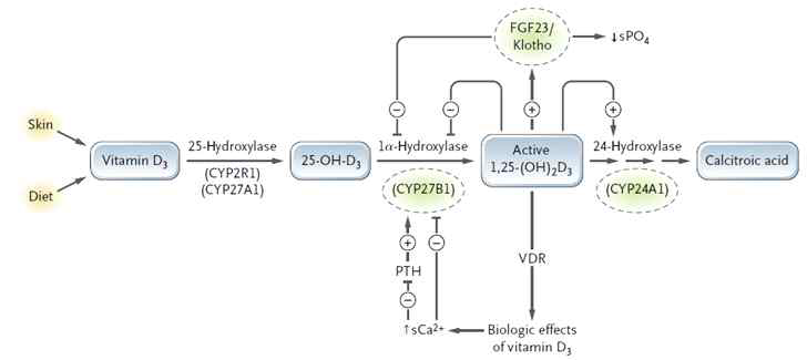 비타민 D 대사효소와 CYP24A1의 역할 (N.Engl.J.Med., 2011)