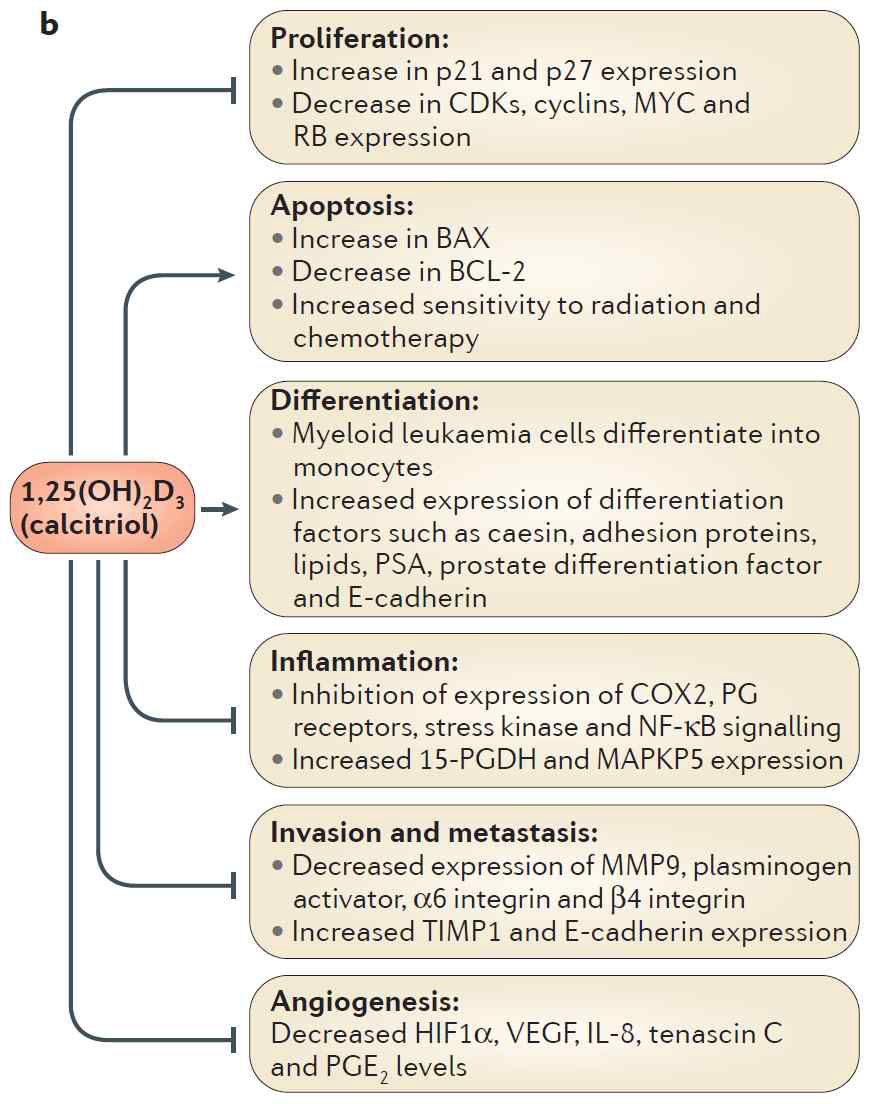 비타민 D의 항암기전 (Nat. Rev. Cancer, 2014)