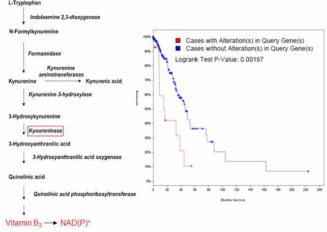 KYNU의 역할 (좌) 및 폐암조직에서의 발현양과 환자 생존과의 상관관계 (우; data from cBioPortal)