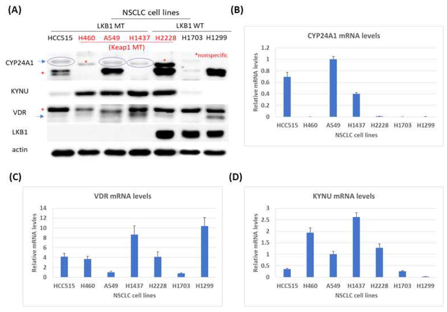 폐암 세포주에서 LKB1 돌연변이 유무와 CYP24A1, VDR, 및 KYNU 발현정도간 상관관계