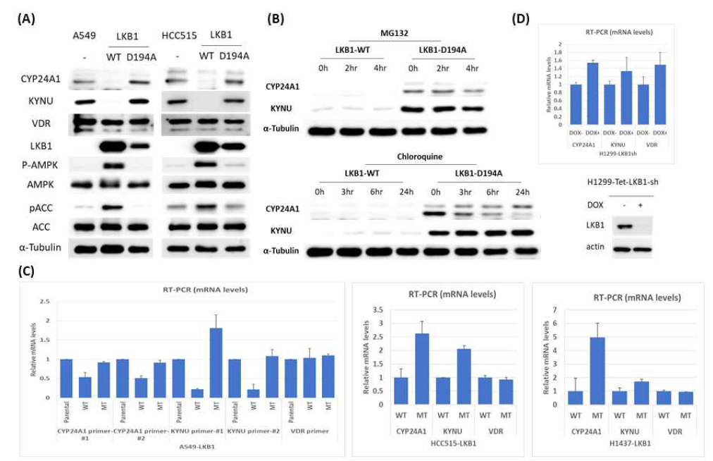 LKB1 발현 조절 세포주 확립 및 LKB1 발현변화에 따른 CYP24A1, VDR 및 KYNU 발현변화 측정