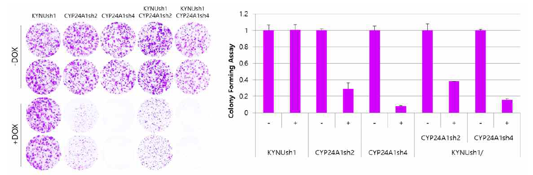 CYP24A1 와 KYNU 동시 발현 억제에 의한 병용 항암 효과