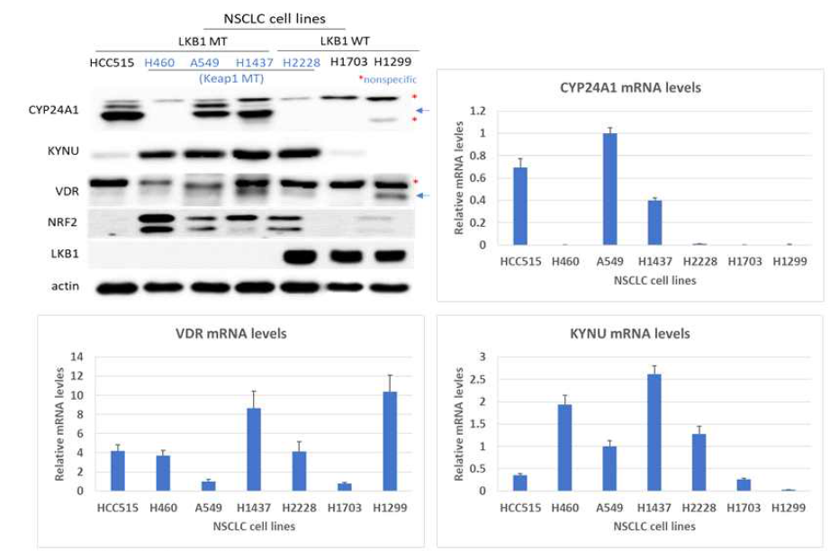 여러 폐암 세포주에서 LKB1 돌연변이 유무와 CYP24A1, VDR, 및 KYNU 발현 정도간 상관관계: (1년차 데이터의 그림1 일부 수정)