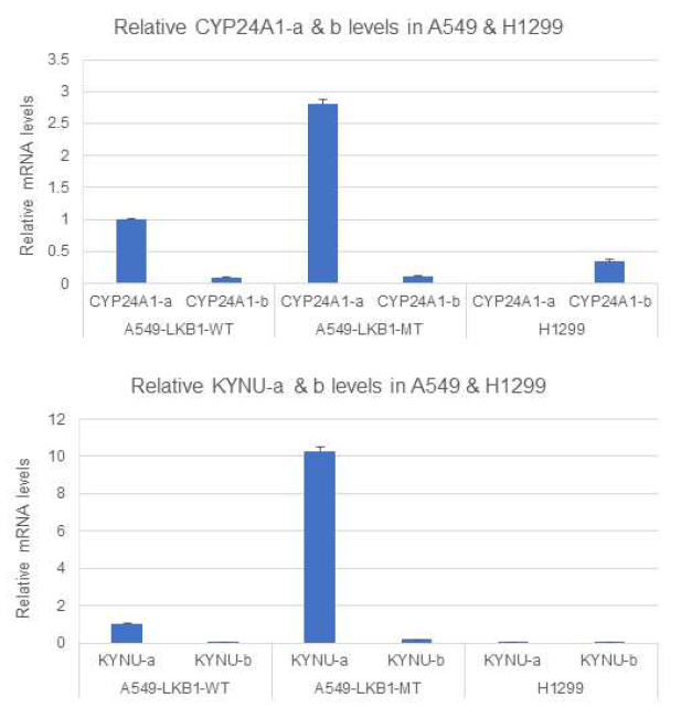 A549, H1299 폐암세포주에서 CYP24A1-a, b, 및 KYNU-a, b isoform의 상대적인 발현양 비교