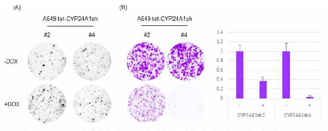 CYP24A1 발현억제가 A549폐암세포 성장 및 생존에 미치는 영향. (A)Softagar assay (B) Colony formation assay