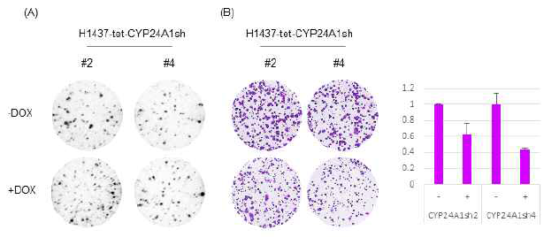 CYP24A1 발현억제가 H1437폐암세포 성장 및 생존에 미치는 영향. (A)Softagar assay (B) Colony formation assay