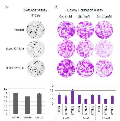 KYNU 과발현이 H1299 폐암세포 성장 및 생존에 미치는 영향. (A)Softagar assay (B) Colony formation assay