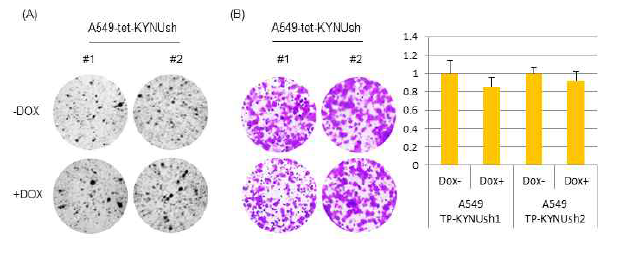 KYNU 발현억제가 A549폐암세포 성장 및 생존에 미치는 영향. (A)Softagar assay (B) Colony formation assay