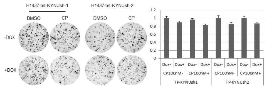 KYNU 발현 억제와 CP 에 의한 NRF2 억제가 H1437 폐암세포 성장 및 생존에 미치는 영향(Softagar assay)