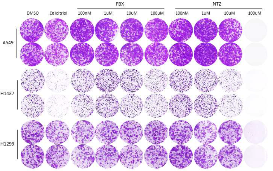 Calcitriol 및 VDR 활성화 약물 처리에 의한 항암 효과(Colony Forming Assay)