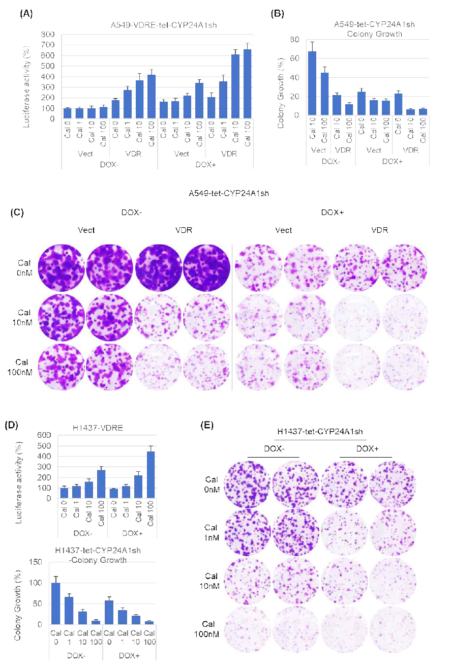 CYP24A1 and VDR determine the calcitriol sensitivity