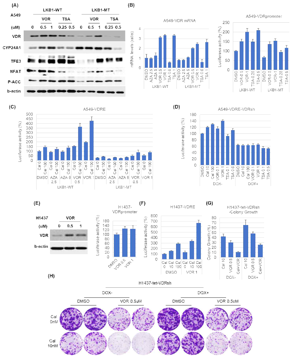 HDAC inhibitor vorinostat increases the expression of VDR and calcitriol sensitivity