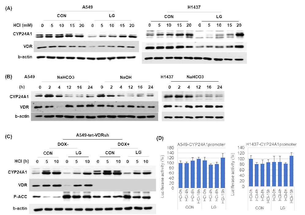 Low glucose regulate the expression of CYP24A1 and VDR via pH regulation