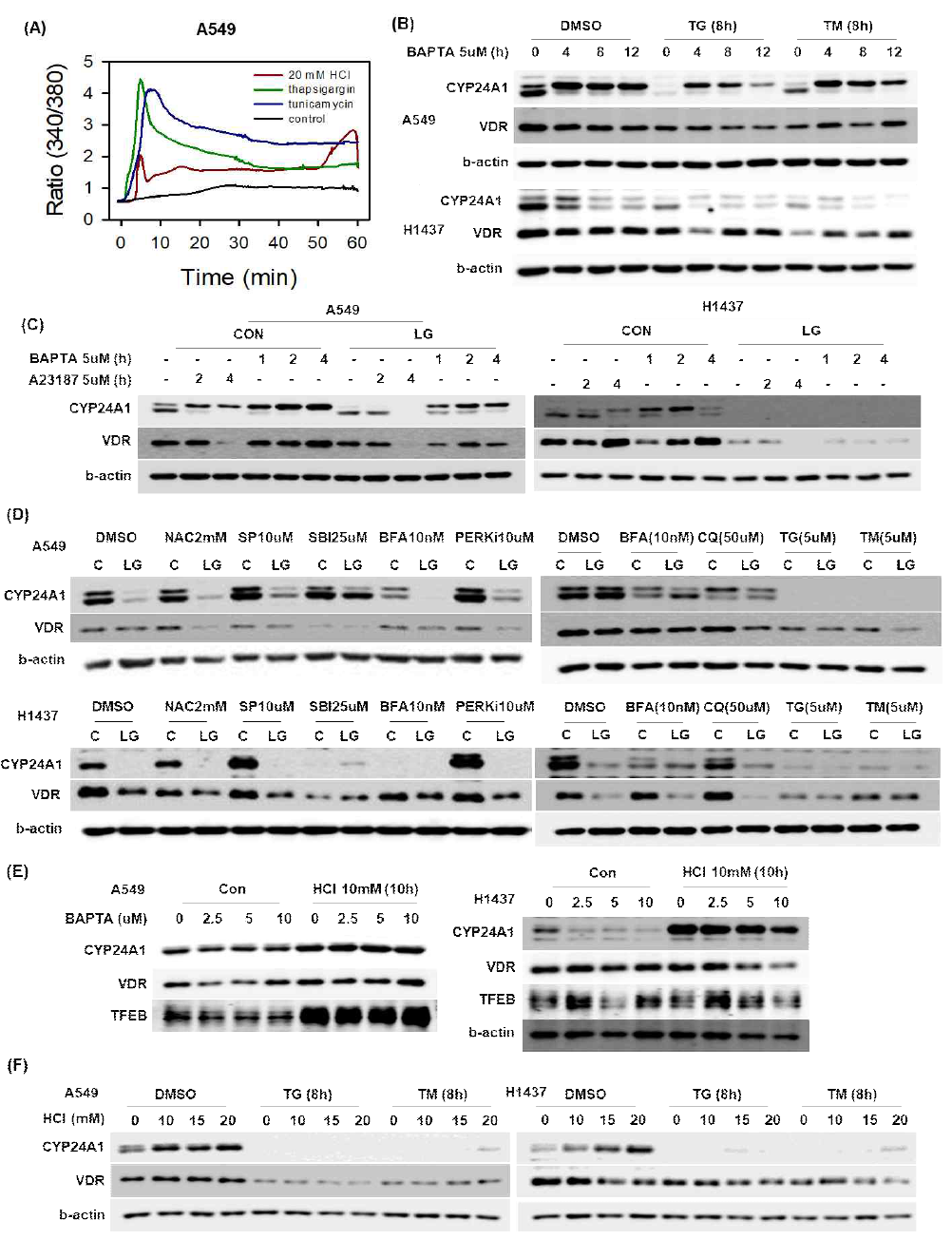 Acid and ER stressors regulate the expression of CYP24A1 and VDR through calcium regulation