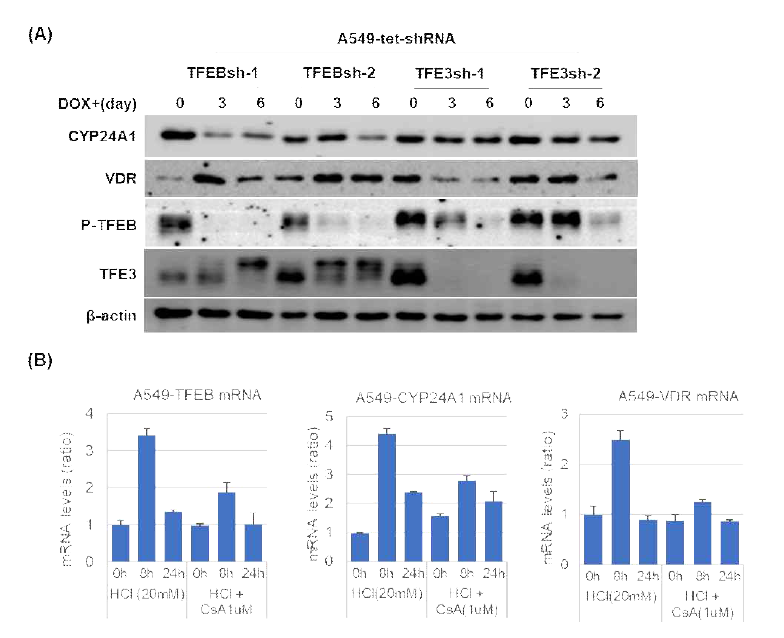 TFEB and TFE3 regulates acid-dependent regulation of CYP24A1 and VDR expression