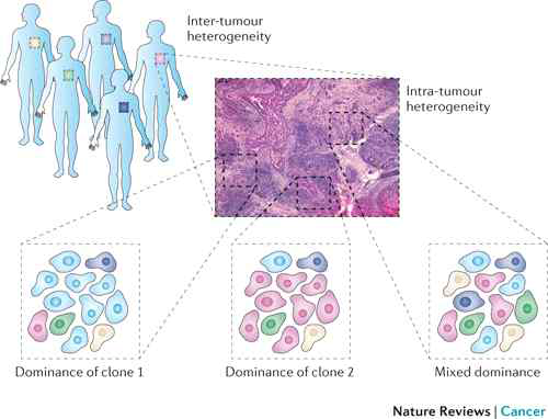 종양의 이질성 (Nat. Rev. Cancer, 2012)