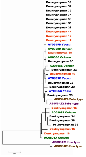 Dendrogram of COI sequence to be catched Atrina pectinata at Deukrang bay, Yeosu, Oecheon, and Japan