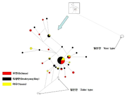 The haplotype network on the three Korean population of Atrina pectinata based on the COI gene sequences (red: Ocheon; black: Deukryang Bay; Yellow: Yeosu; empty circle: Japanese specimens)