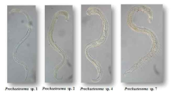 Four different Korean Prochaetosoma species collected from the interstitial environment to analyse the genetic distances based on the 18S rRNA gene