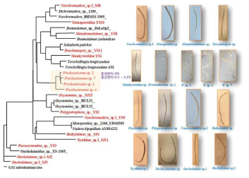 Molecular operational taxonomic units of the various marine nematodes measured by the analysis of genetic distances of 18S rRNA gene sequences