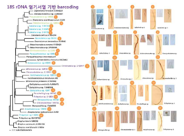 Molecular operational taxonomic units of the various marine nematodes collected from southern and western coastal region of Korea measured by the analysis of genetic distances of 18S rRNA gene sequences