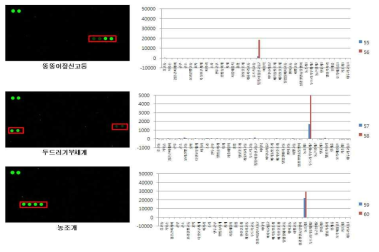 Crepidula onyx, Medaeops granulosus , and Paphia undulata DNA chip test