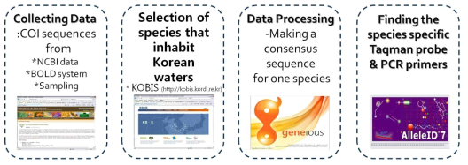 Flowchart showing species-specific probe/primer design